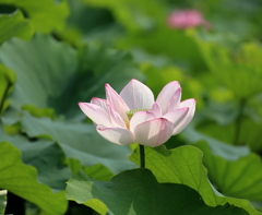蓮の花