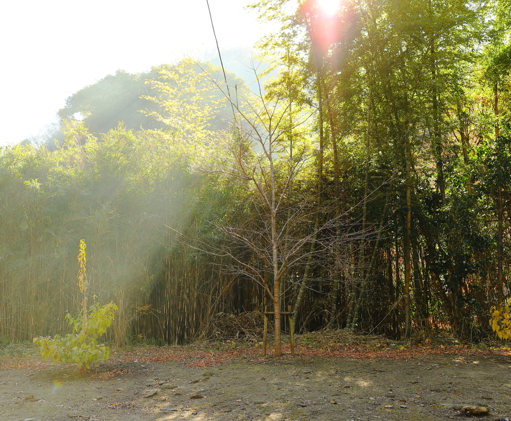 建長寺 虫塚