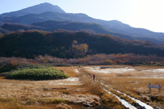 鳥海山5合目竜ヶ原湿原