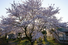桜　夕陽を背に