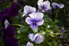 あたたかな花