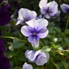 あたたかな花