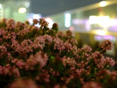 夜の花