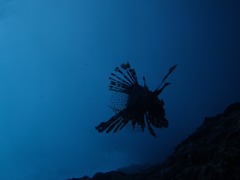 飛翔