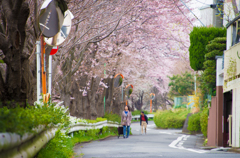 桜のある散歩道