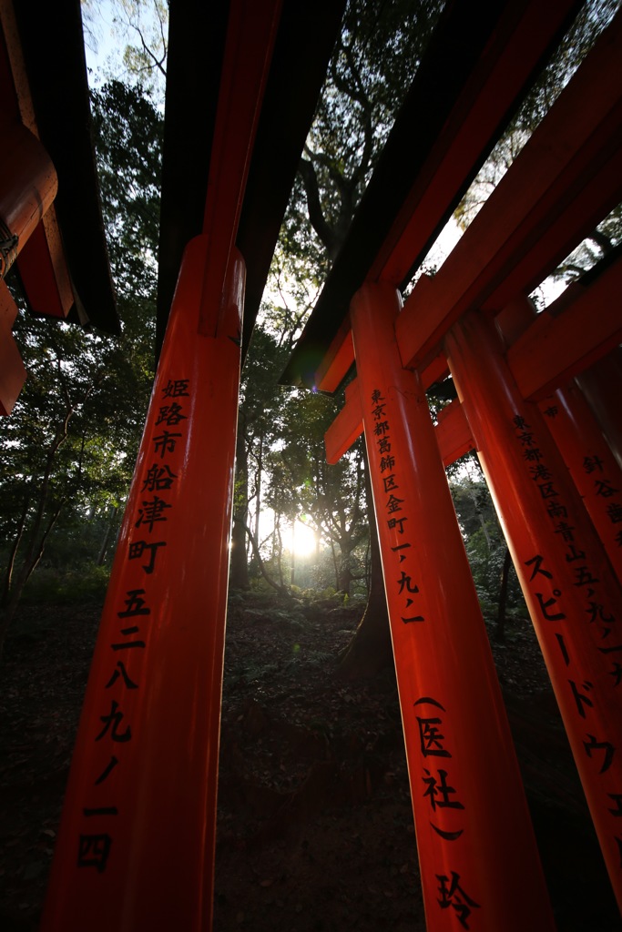 神秘の森