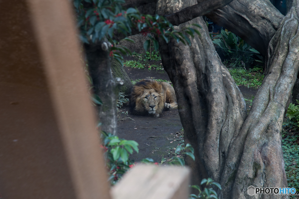 ライオンの眼差し