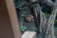 ライオンの眼差し