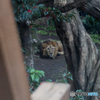 ライオンの眼差し