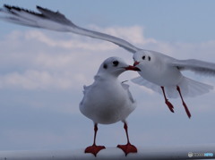 接吻
