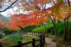 もみじ谷の紅葉