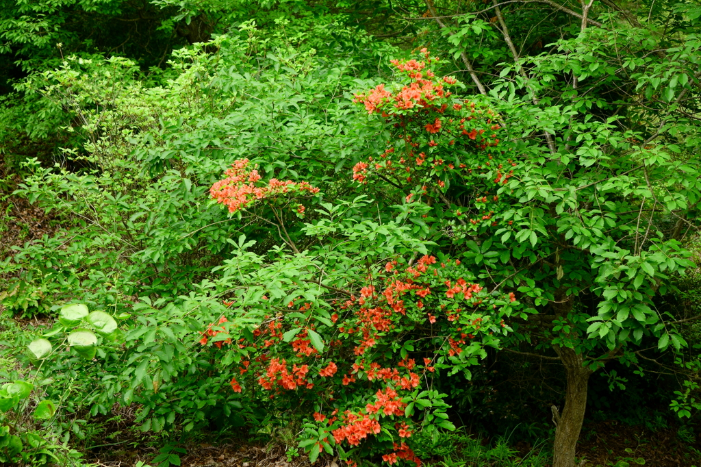 DSC01096