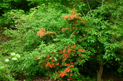 DSC01096