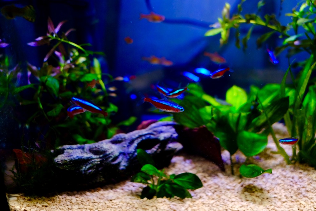 aquarium