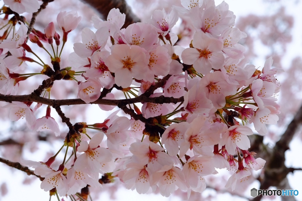 桜満開@ｔｏｋｙｏ