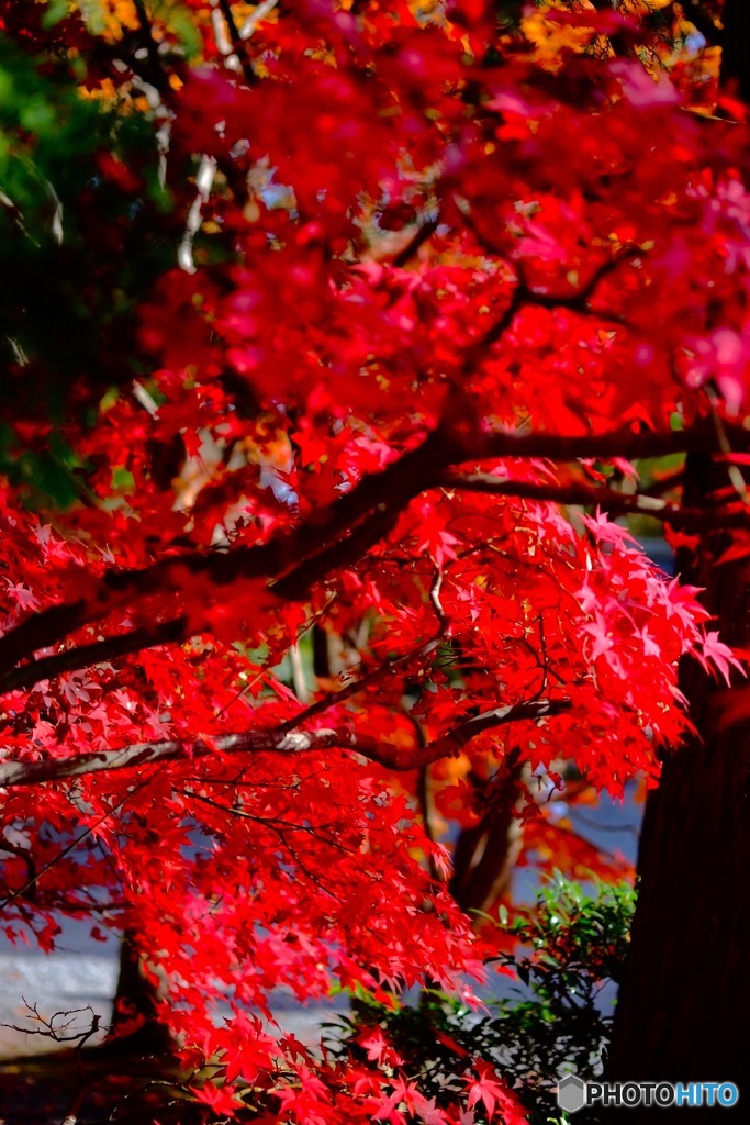 ｖｉｖｉｄ