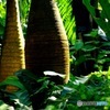 GREEN on GREEN