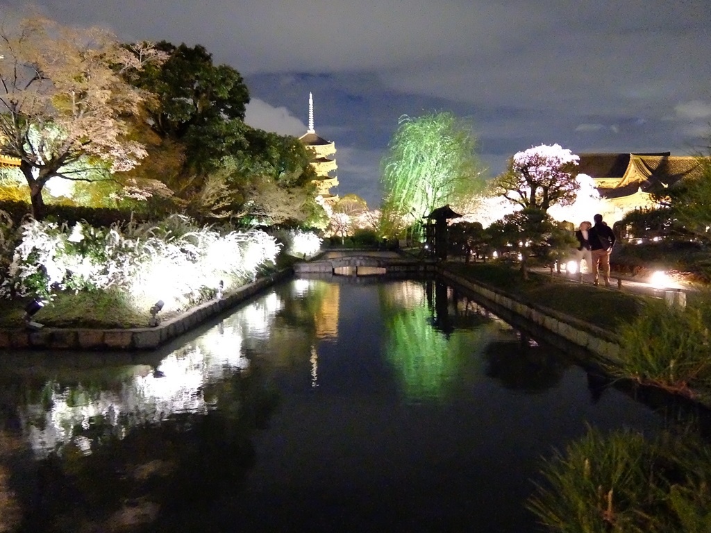 東寺の夜桜