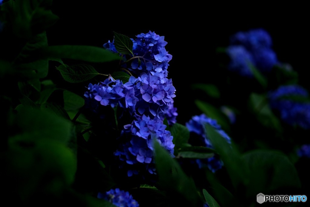 普通の紫陽花