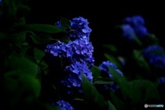 普通の紫陽花