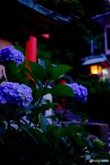 江ノ島紫陽花