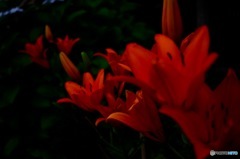 オランダ大使館正門