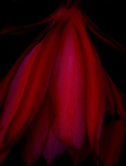 Epiphyllum