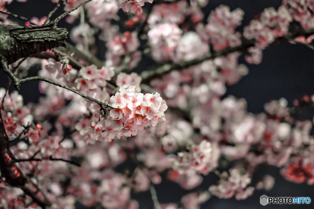 Cherry blossoms