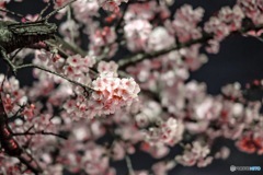 Cherry blossoms