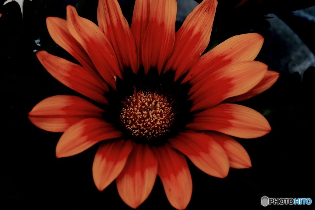 ホームセンターの花