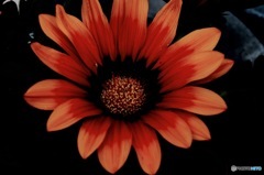 ホームセンターの花