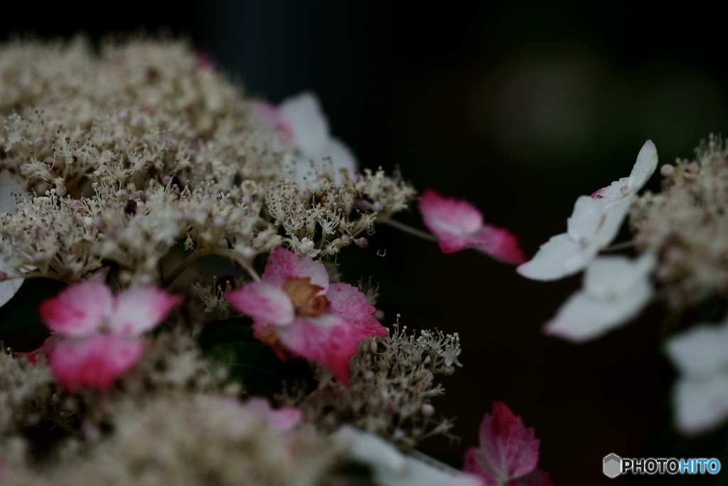 紫陽花の季節JUNE