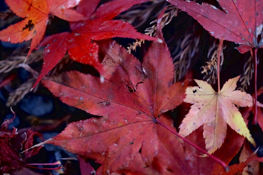 長く楽しめた今年の紅葉