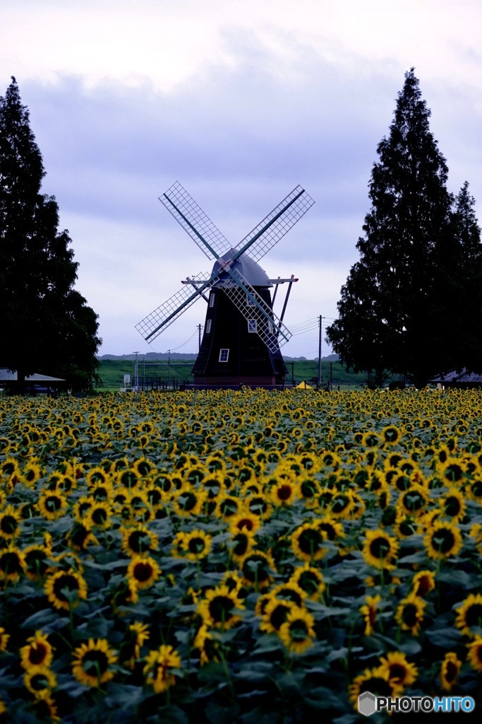 Sunflower Time