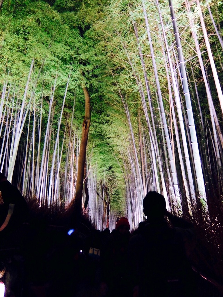 嵐山の竹林