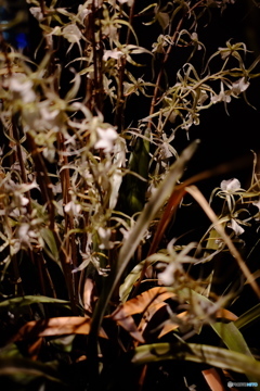 華_