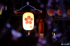 平野神社の桜もあと少し
