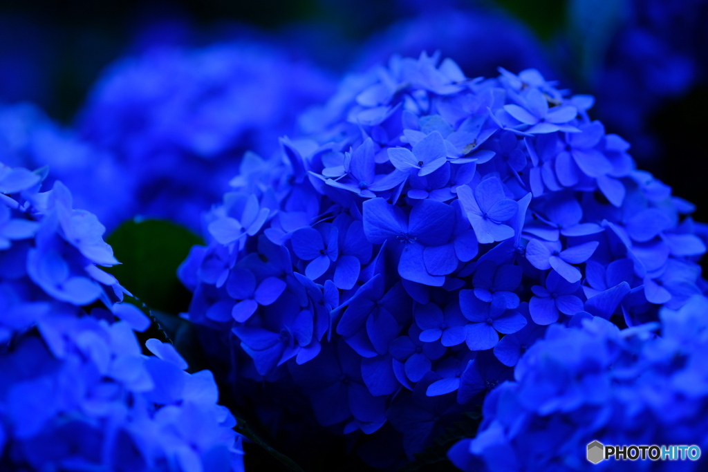 Ｈｙｄｒａｎｇｅａ