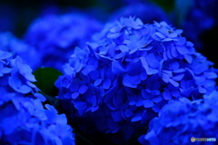 Ｈｙｄｒａｎｇｅａ