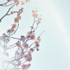 春の声