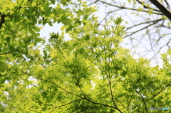 高尾山　植物３