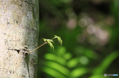 高尾山　植物１