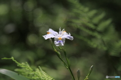 初夏の花