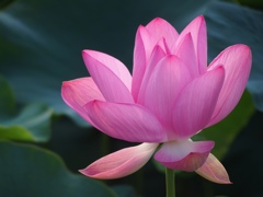 LOTUS