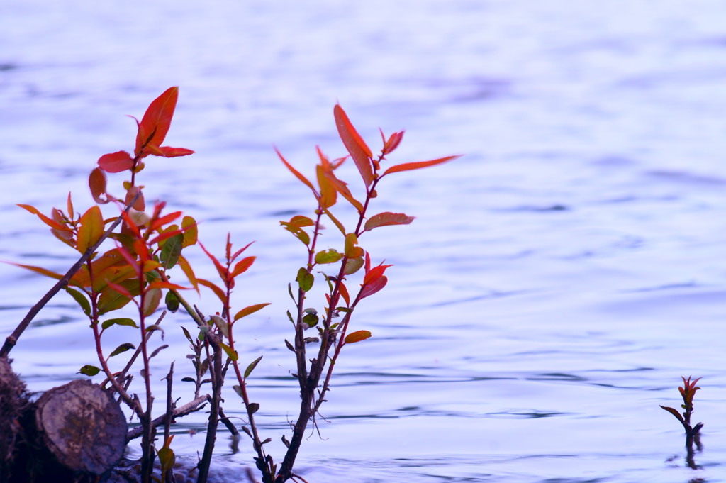 湖畔の芽吹き