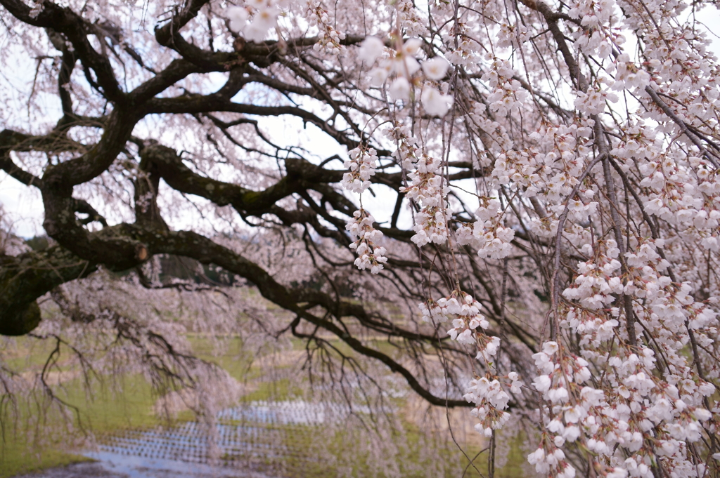 老木枝垂れ桜