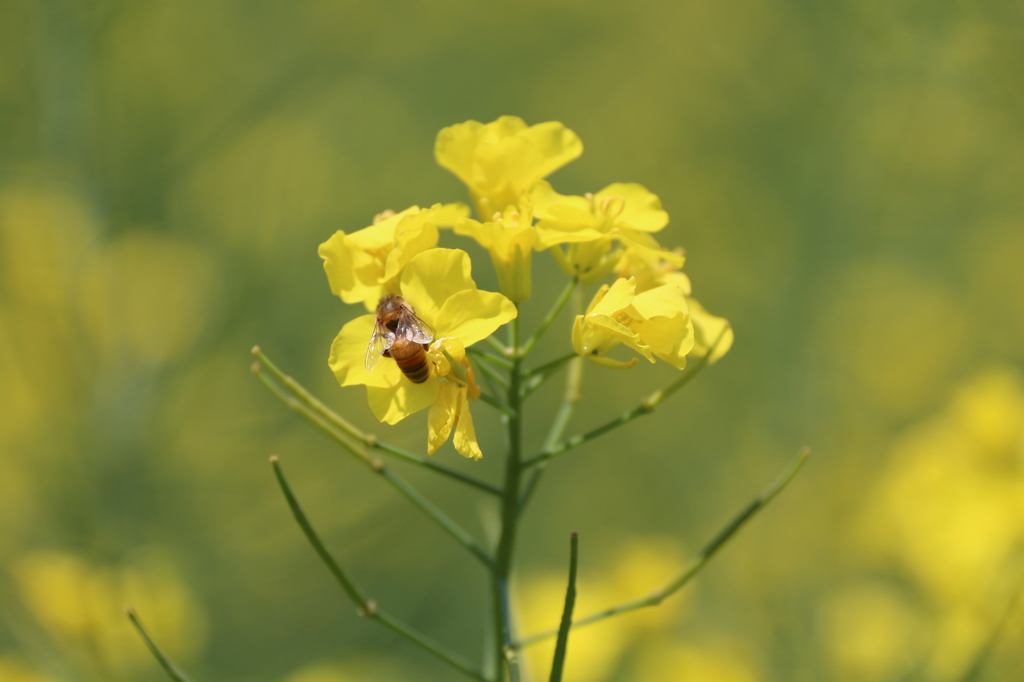 菜の花畑で お食事中です ②