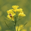 菜の花畑で お食事中です ②