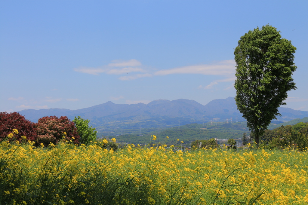 菜の花畑と赤城山 ①