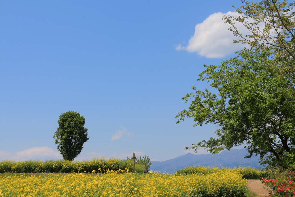 菜の花畑と赤城山 ②